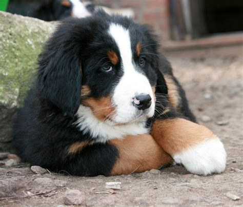 Bernese Mountain Dog