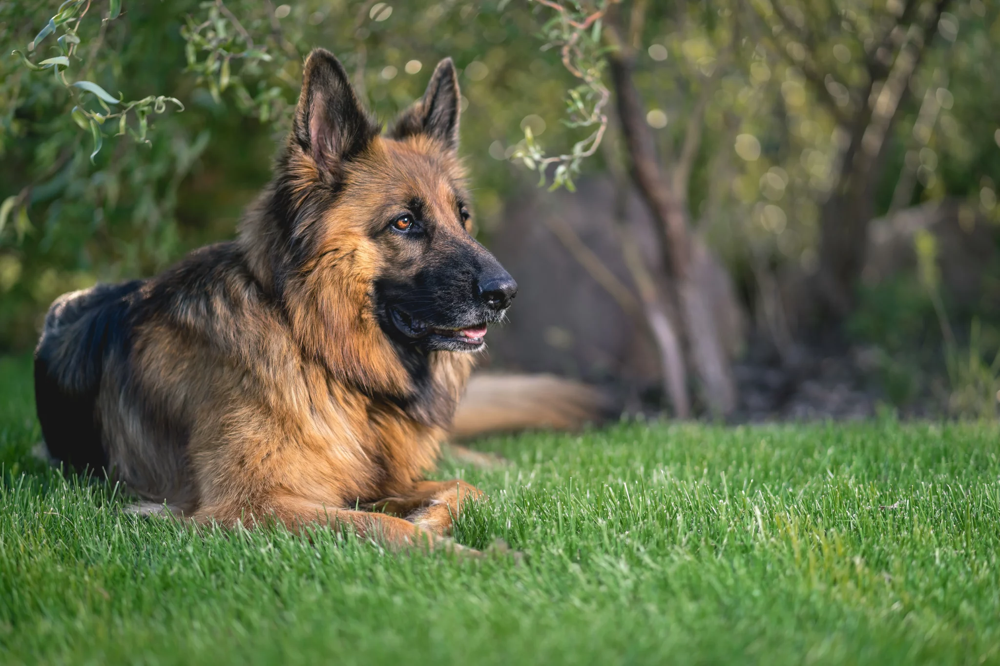 adopt a german shepherd police dog nsw