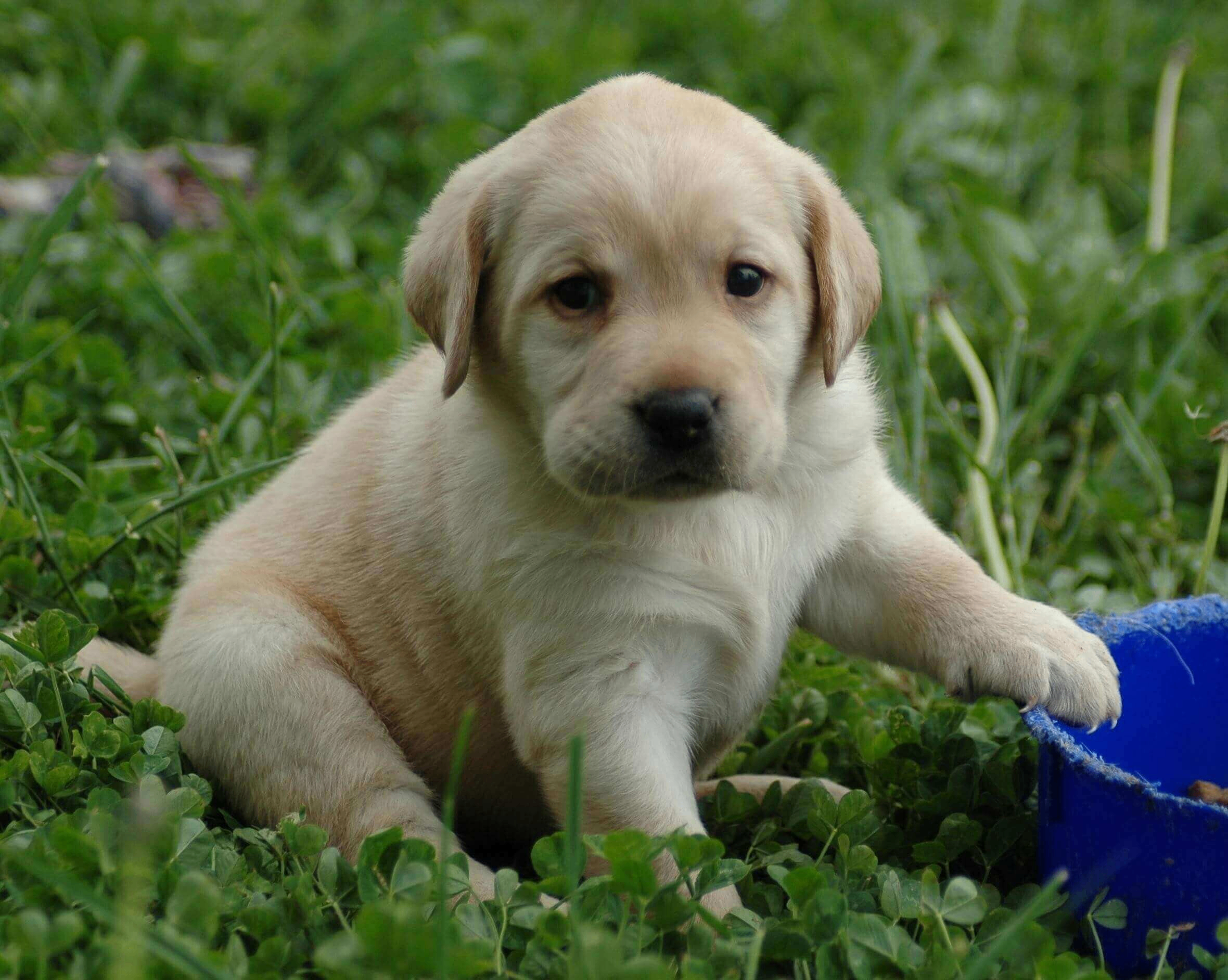 labrador retriever puppy price in kolkata