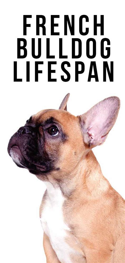 average lifespan french bulldog