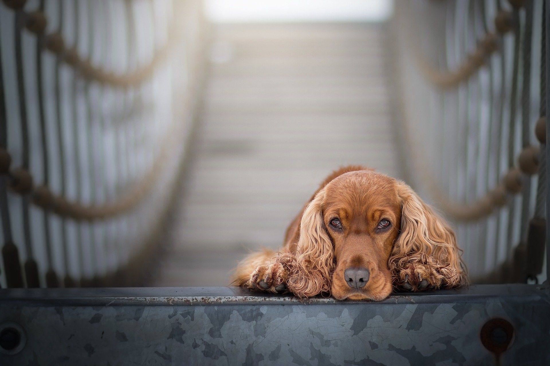 dog names for male cocker spaniel puppies