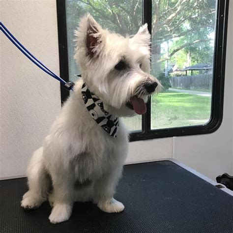 Mobile Dog Grooming in Katy