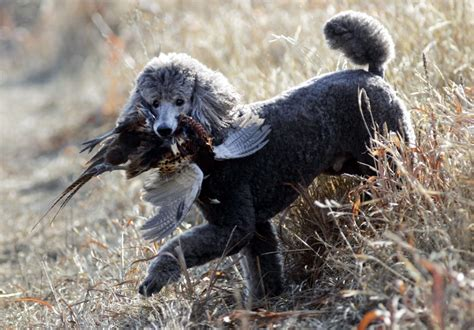 Poodles as Working Dogs