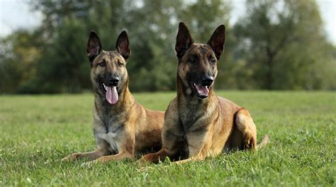 sifat anjing belgian malinois