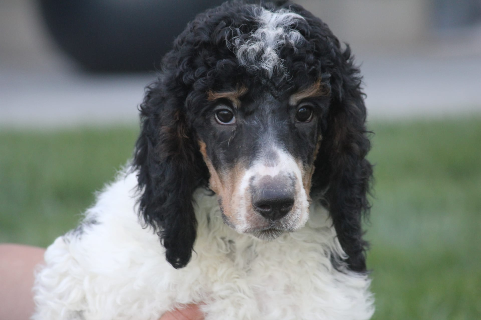 Before and after grooming transformation at Shaggy Dog Salon, Fostoria