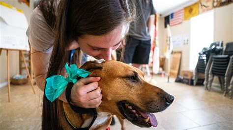 Dog Sitter Tuscaloosa