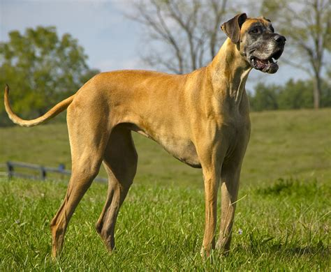 Great Dane