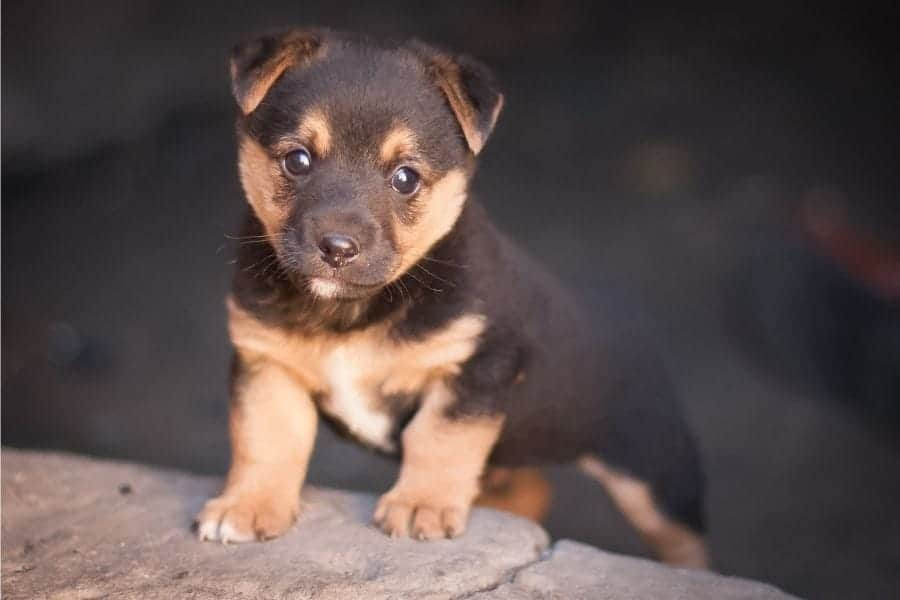 cute dog names for black and tan dogs