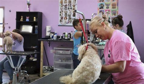 the happy dog pet grooming salon newport news photos