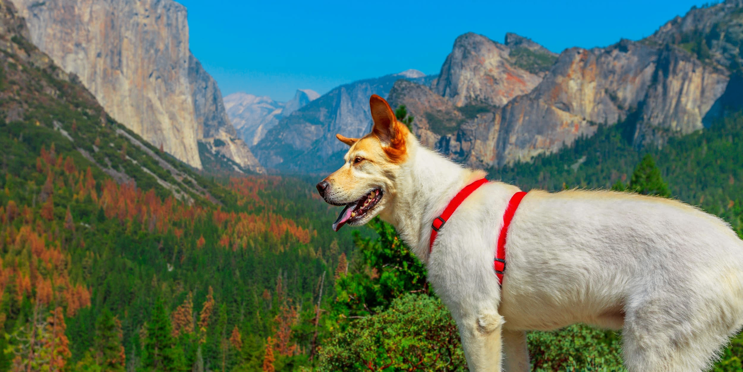 yosemite national park dog friendly