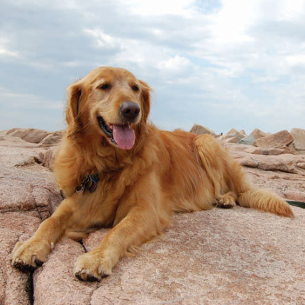 golden retriever rescue manitoba