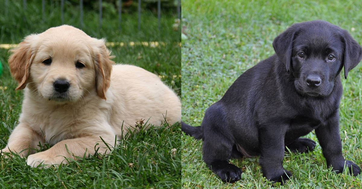 golden retriever vs labrador price