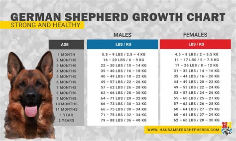 average life expectancy of a male german shepherd