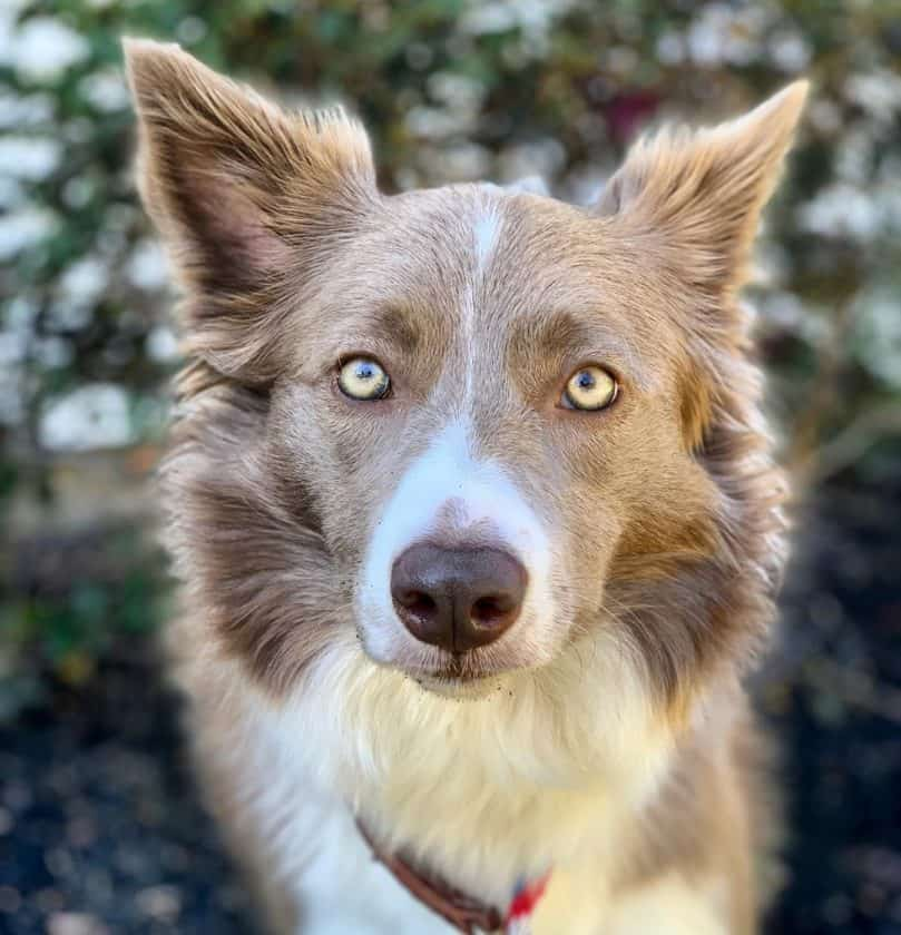 lilac border collie blue eyes