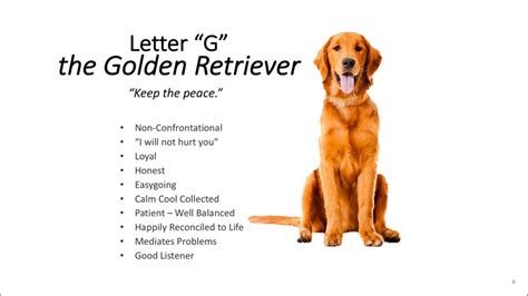 golden retriever personality human traits