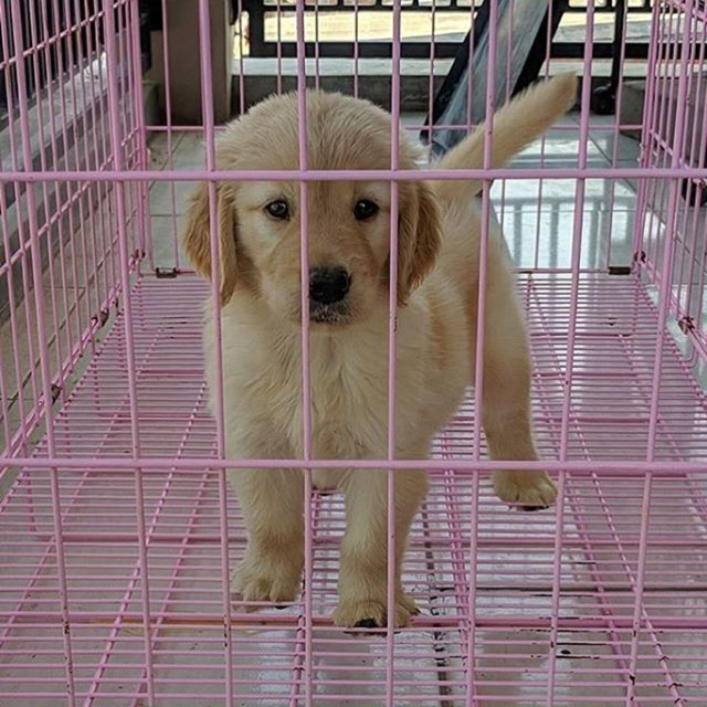 harga anakan anjing golden retriever