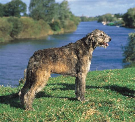 Irish Wolfhound