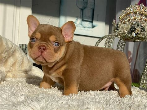 cheap french bulldog puppies under 500 texas near me