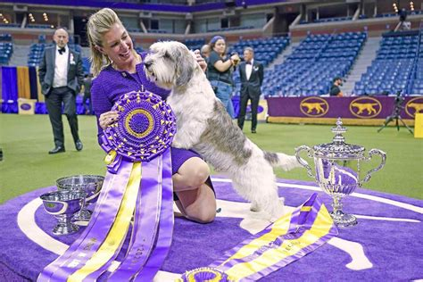 Buddy Holly: Buddy Holly, the Petit Basset Griffon Vendéen, standing proudly after winning Best in Show at the 2023 Westminster Dog Show