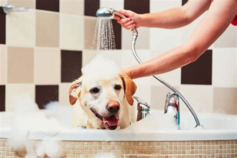 how often should i wash my dog with fleas