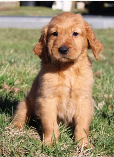 mini golden retriever for sale sydney