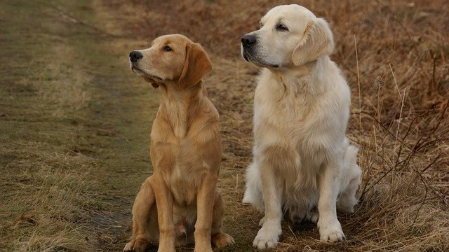 how much should my golden retriever weigh at 5 months