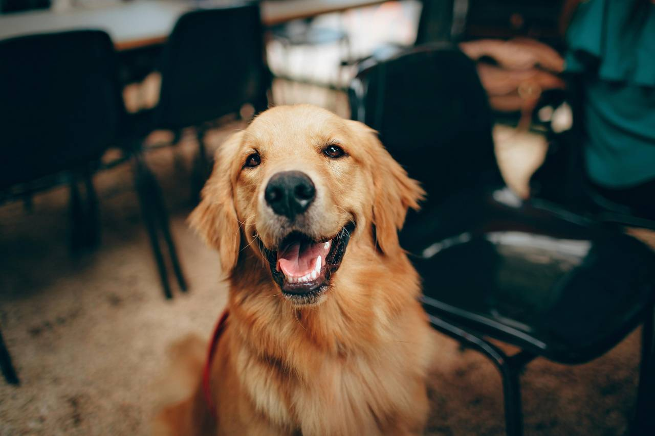 golden retriever energy meaning in personality