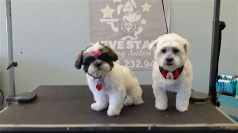 five star dog salon woburn