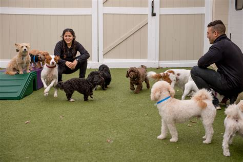 doggy day care north miami beach