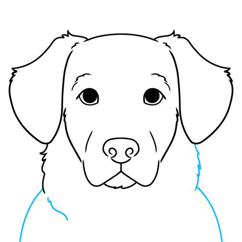 Draw a Golden Retriever Add Facial Features