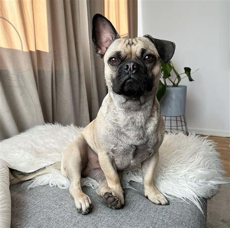 how much does a french bulldog pug mix cost