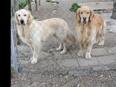 amber rose kennel golden retriever