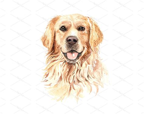 Draw a Golden Retriever Add Highlights