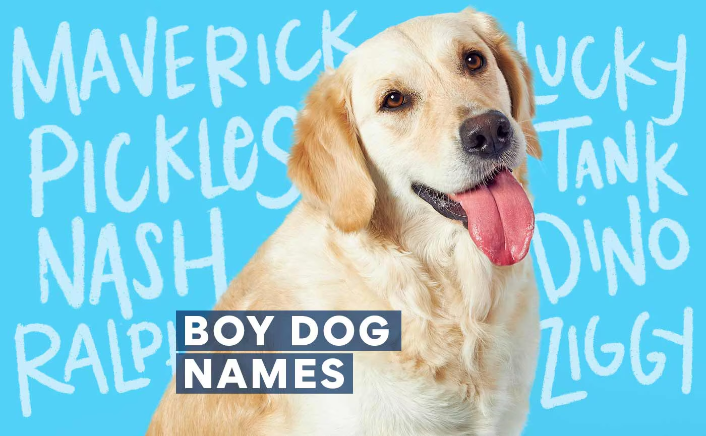 cute dog names male indian