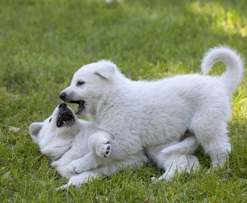 baby german shepherd white