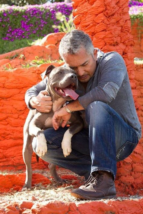 cesar millan training aggressive dogs