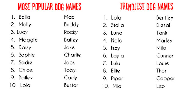 best dog names for male belgian malinois