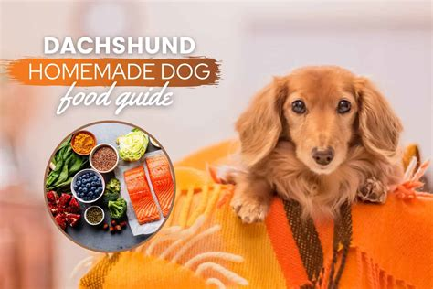 mini dachshund dog food