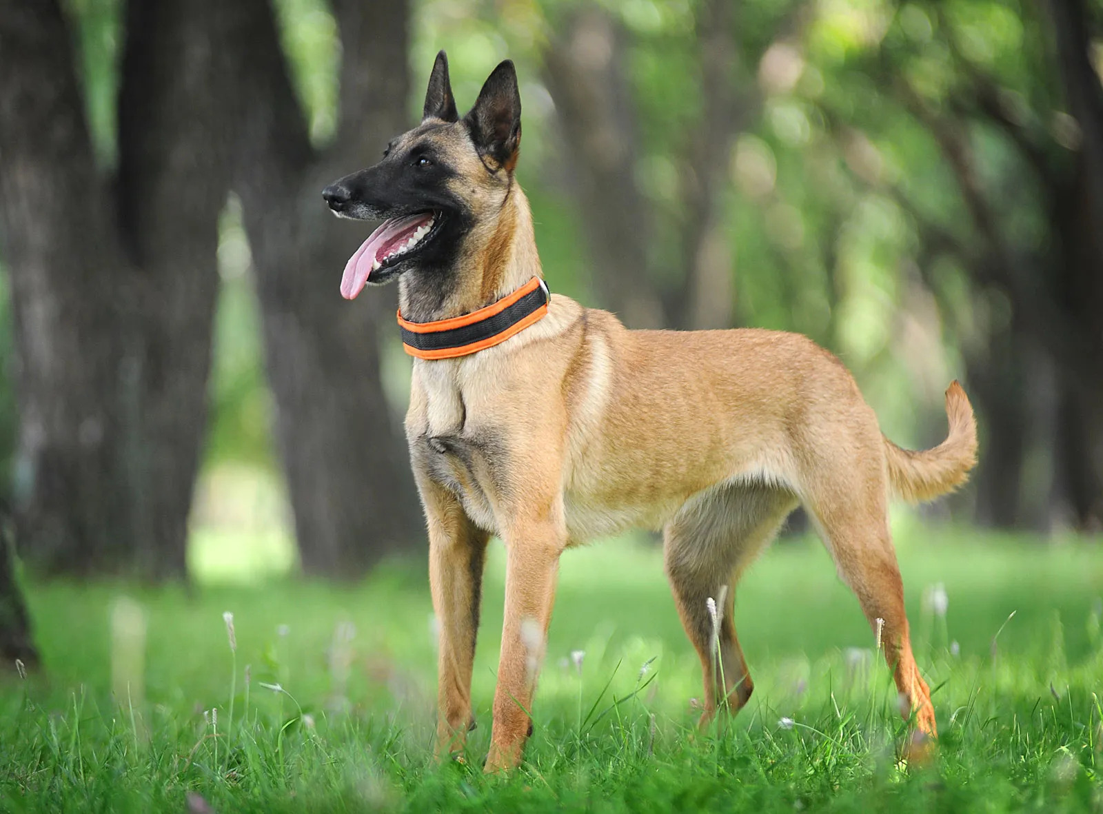 belgian malinois jumping high