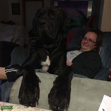 A happy family with their adult Daniff, showcasing the dog's impressive size in relation to humans