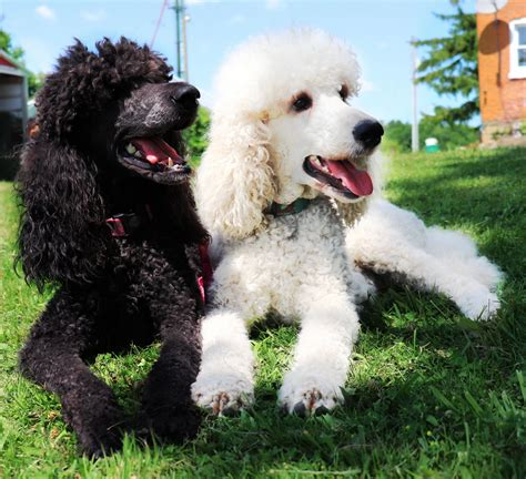 https://tse1.mm.bing.net/th?q=Poodles as Family Pets