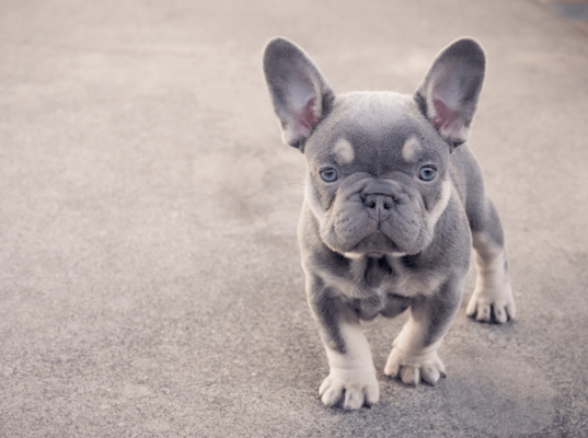 lilac and tan french bulldog price a buyer s guide