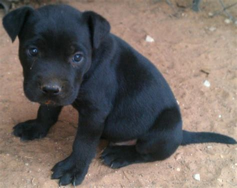 black pitbull dog price in pakistan