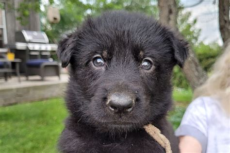 Fraserglen Kennels