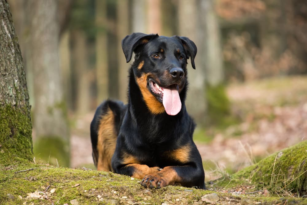 brown and black dog names male