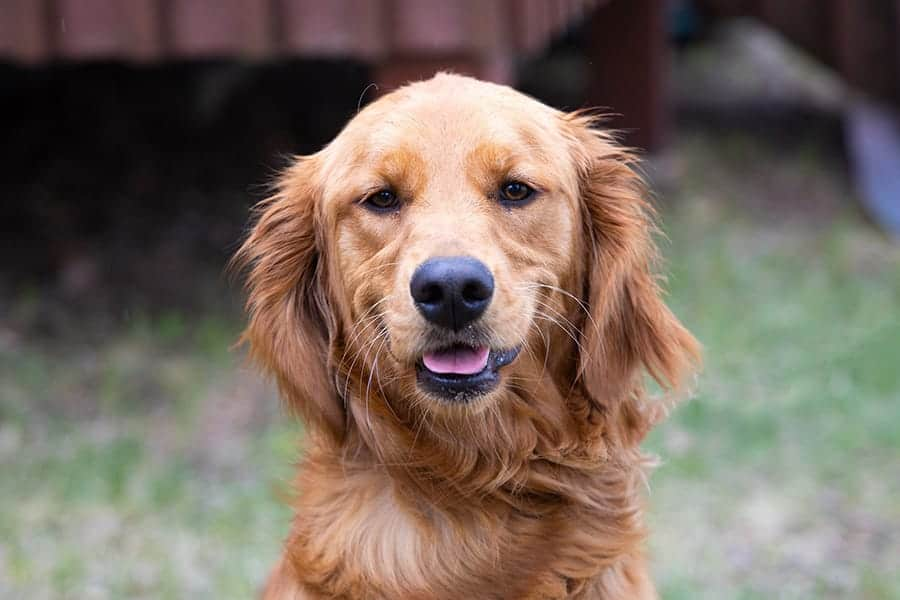 good girl dog names for golden retrievers