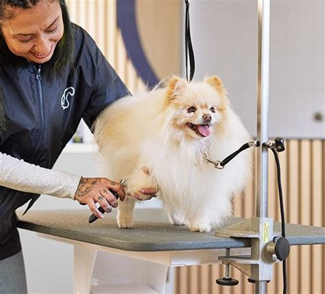 Petco Dog Grooming at Mason Park