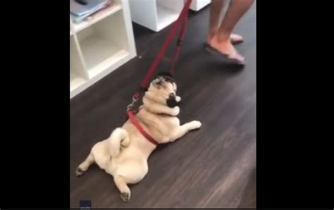 Dog reluctantly looking at his unused bed