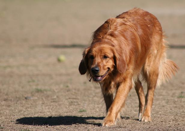 golden retriever attacks