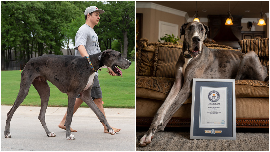 zeus world and 39 s tallest dog